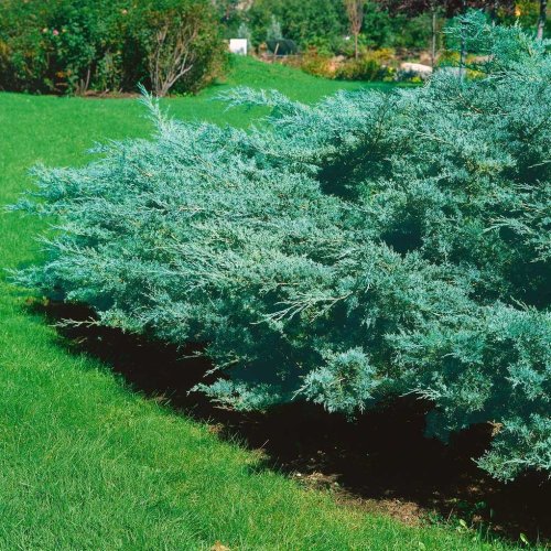 Borievka viržínska (Juniperus virginiana) ´BLUE MOUNTAIN´ - výška 20-30 cm, kont. C2L